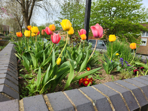 bulbs
