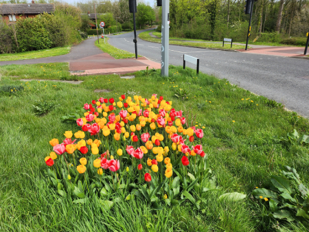 bulbs