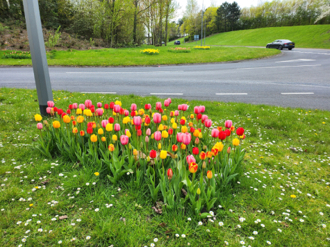 bulb planting
