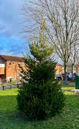 AHPC replaces Christmas Tree