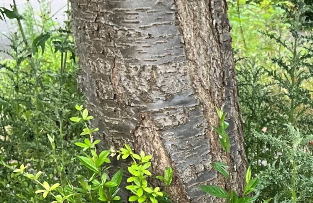 Weed and shrub control in Two Mile Ash