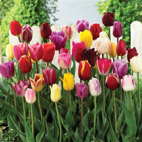 Tulip planting!